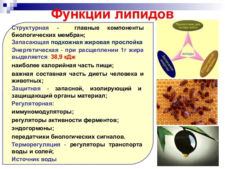 Функции липидов Структурная - главные компоненты биологических мембран; Запасающая подкожная