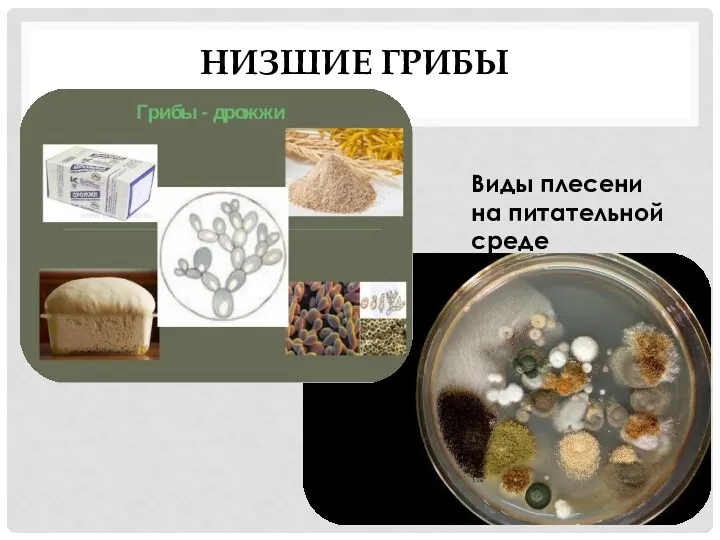 НИЗШИЕ ГРИБЫ Виды плесени на питательной среде