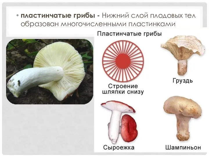 пластинчатые грибы - Нижний слой плодовых тел образован многочисленными пластинками