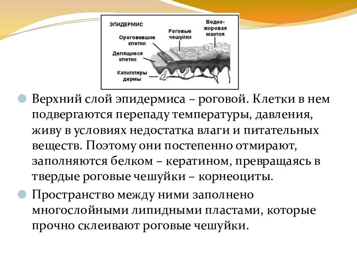 Верхний слой эпидермиса – роговой. Клетки в нем подвергаются перепаду