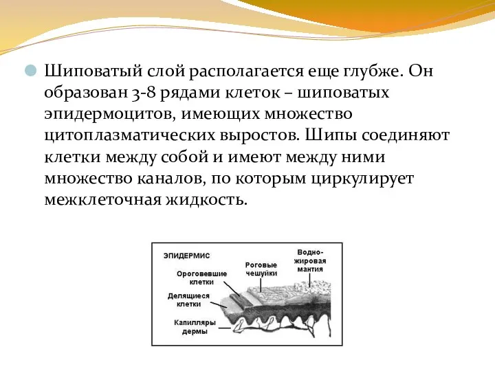 Шиповатый слой располагается еще глубже. Он образован 3-8 рядами клеток