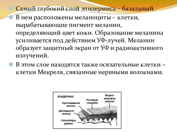 Самый глубокий слой эпидермиса – базальный. В нем расположены меланоциты