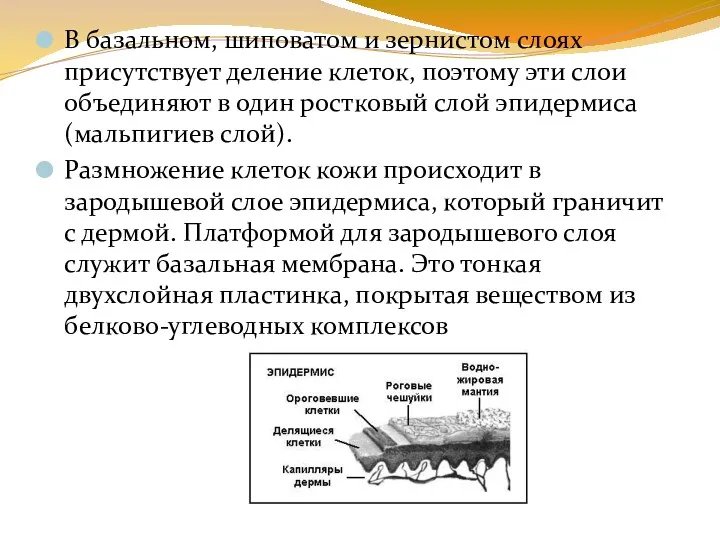 В базальном, шиповатом и зернистом слоях присутствует деление клеток, поэтому