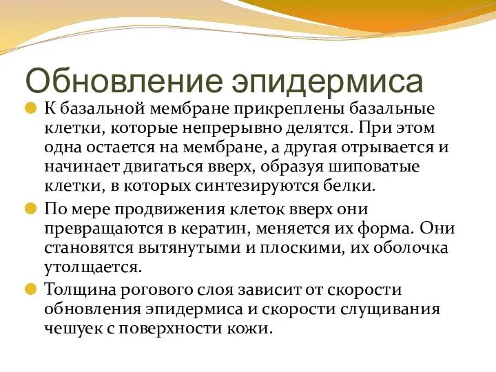 Обновление эпидермиса К базальной мембране прикреплены базальные клетки, которые непрерывно