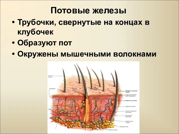 Потовые железы Трубочки, свернутые на концах в клубочек Образуют пот Окружены мышечными волокнами