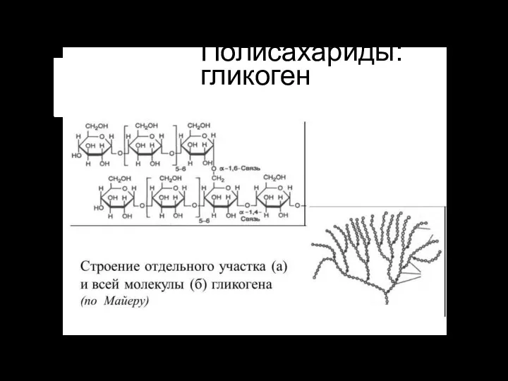 Полисахариды: гликоген