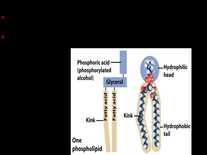 Фосфолипиды Подобны триглицеридам, но одна из жирных кислот замещена фосфатной