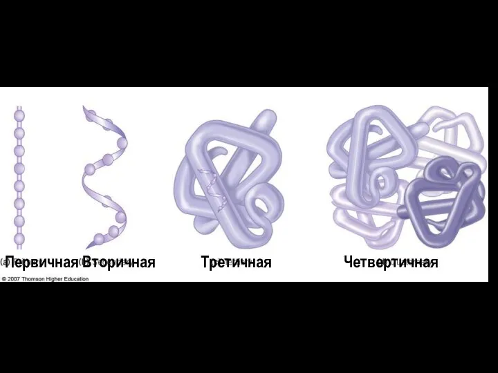 Структура белков Первичная Вторичная Третичная Четвертичная