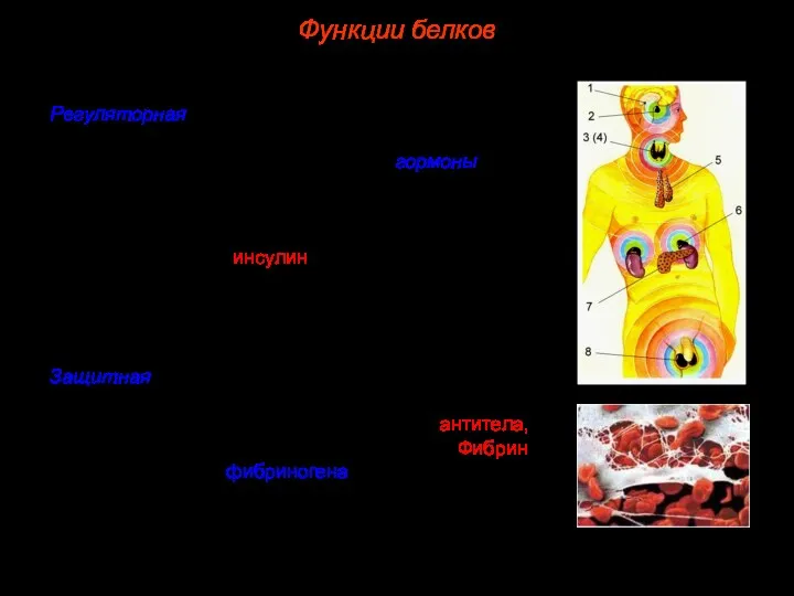 3. Регуляторная. Большая группа белков организма принимает участие в регуляции