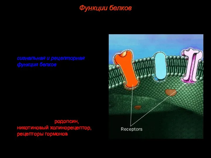 6. Весьма важна для жизни клетки сигнальная и рецепторная функция