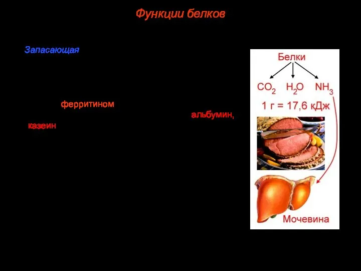 7. Запасающая. Благодаря белкам в организме могут откладываться про запас