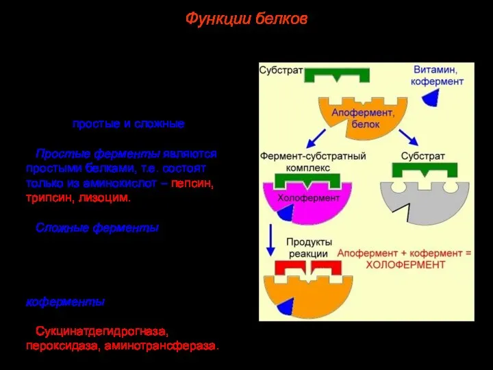 Ферменты – обычно глобулярные белки, по особенностям строения ферменты можно