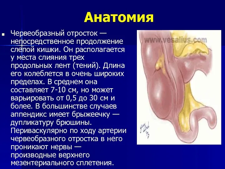 Анатомия Червеобразный отросток — непосредственное продолжение слепой кишки. Он располагается