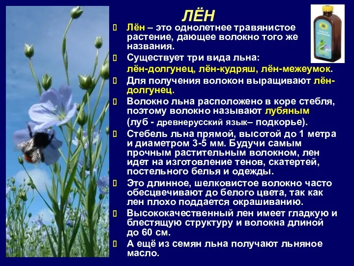 ЛЁН Лён – это однолетнее травянистое растение, дающее волокно того же названия. Существует