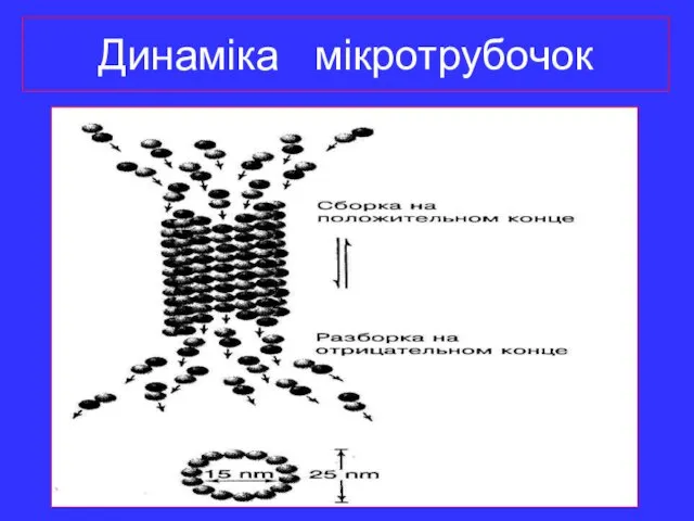 Динаміка мікротрубочок