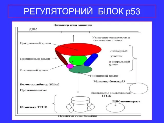 РЕГУЛЯТОРНИЙ БІЛОК р53