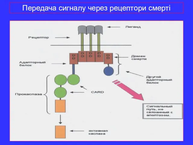 Передача сигналу через рецептори смерті