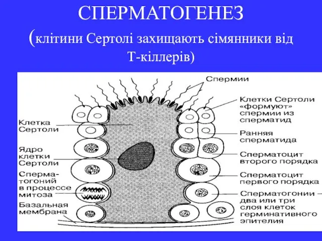 СПЕРМАТОГЕНЕЗ (клітини Сертолі захищають сімянники від Т-кіллерів)