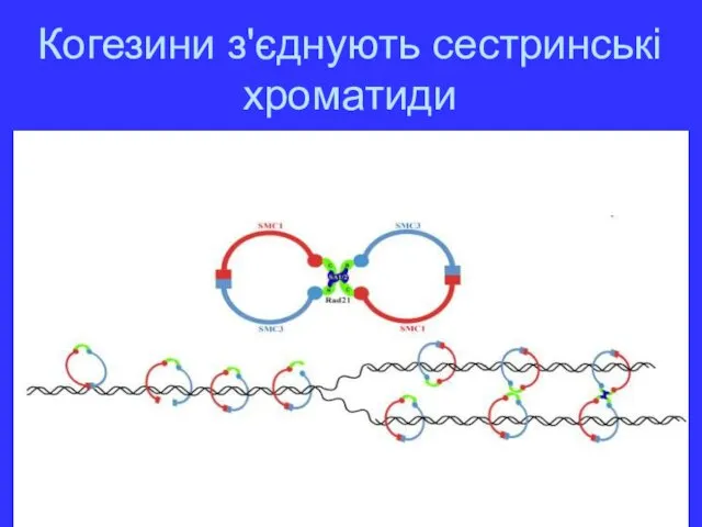 Когезини з'єднують сестринські хроматиди