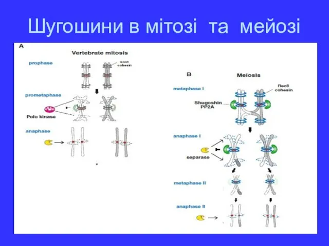 Шугошини в мітозі та мейозі