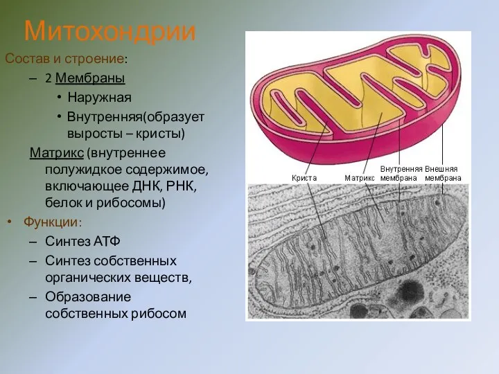 Митохондрии Состав и строение: 2 Мембраны Наружная Внутренняя(образует выросты –