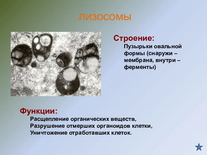 Строение: Пузырьки овальной формы (снаружи – мембрана, внутри – ферменты)