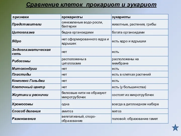 Сравнение клеток прокариот и эукариот