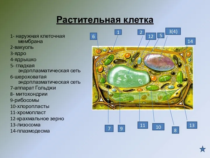 Растительная клетка 1- наружная клеточная мембрана 2-вакуоль 3-ядро 4-ядрышко 5-