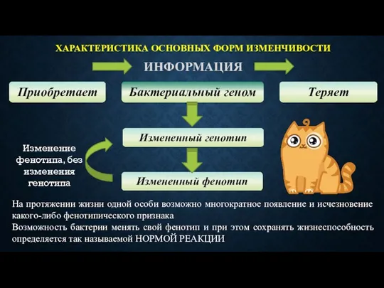 ХАРАКТЕРИСТИКА ОСНОВНЫХ ФОРМ ИЗМЕНЧИВОСТИ ИНФОРМАЦИЯ Приобретает Бактериальный геном Теряет Измененный