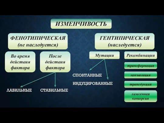 ФЕНОТИПИЧЕСКАЯ (не наследуется) ИЗМЕНЧИВОСТЬ ГЕНТИПИЧЕСКАЯ (наследуется) Во время действия фактора