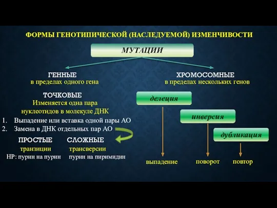 ФОРМЫ ГЕНОТИПИЧЕСКОЙ (НАСЛЕДУЕМОЙ) ИЗМЕНЧИВОСТИ МУТАЦИИ ГЕННЫЕ ХРОМОСОМНЫЕ в пределах одного