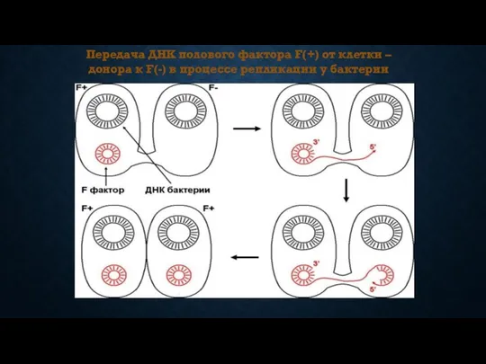 Передача ДНК полового фактора F(+) от клетки – донора к F(-) в процессе репликации у бактерии