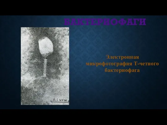 БАКТЕРИОФАГИ Электронная микрофотография Т-четного бактериофага
