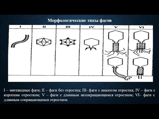 Морфологические типы фагов I – нитевидные фаги; II – фаги