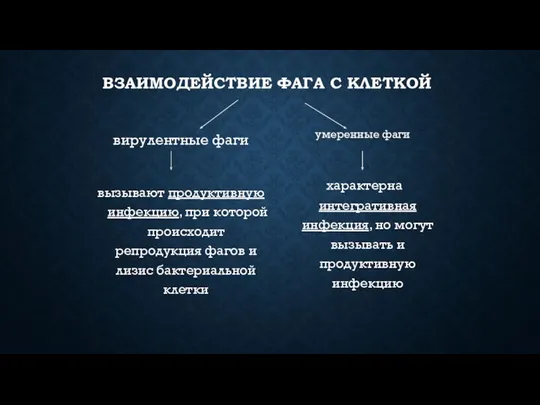 ВЗАИМОДЕЙСТВИЕ ФАГА С КЛЕТКОЙ вирулентные фаги вызывают продуктивную инфекцию, при