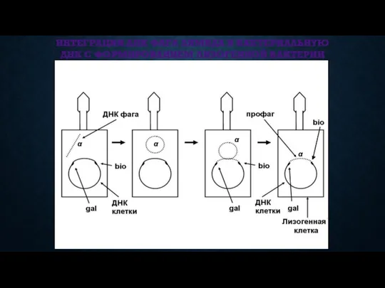ИНТЕГРАЦИЯ ДНК ФАГА ЛЯМБДА В БАКТЕРИАЛЬНУЮ ДНК С ФОРМИРОВАНИЕМ ЛИЗОГЕННОЙ БАКТЕРИИ
