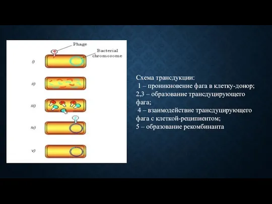 Схема трансдукции: 1 – проникновение фага в клетку-донор; 2,3 –