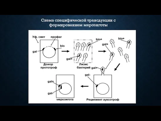 Схема специфической трансдукции с формированием мерозиготы