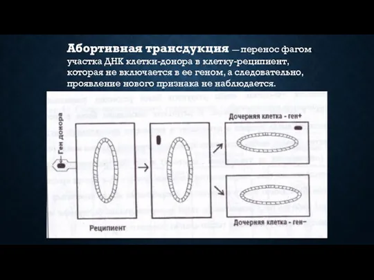 Абортивная трансдукция — перенос фагом участка ДНК клетки-донора в клетку-реципиент,