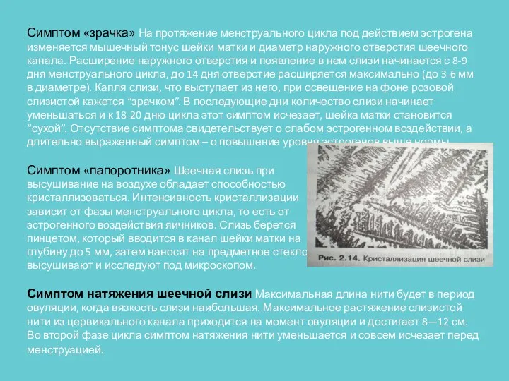 Симптом «зрачка» На протяжение менструального цикла под действием эстрогена изменяется