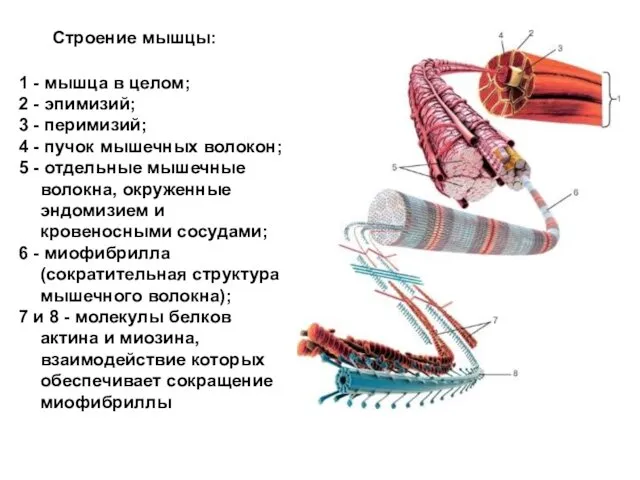 Строение мышцы: 1 - мышца в целом; 2 - эпимизий;