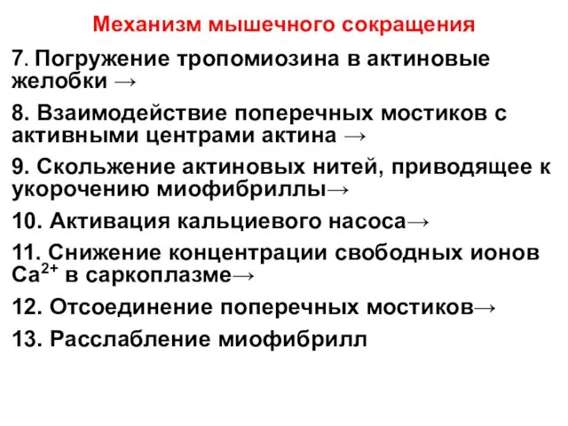 Механизм мышечного сокращения 7. Погружение тропомиозина в актиновые желобки →