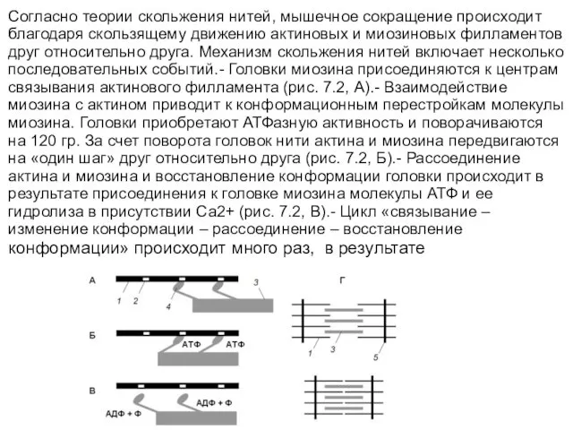 Согласно теории скольжения нитей, мышечное сокращение происходит благодаря скользящему движению