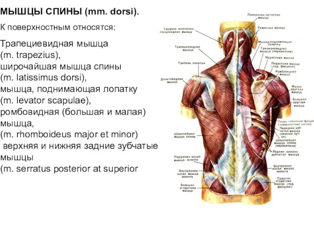 МЫШЦЫ СПИНЫ (mm. dorsi). К поверхностным относятся: Трапециевидная мышца (m.