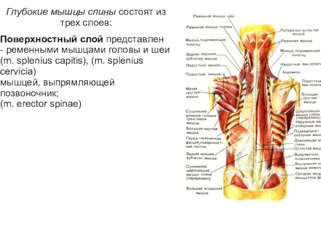 Глубокие мышцы спины состоят из трех слоев: Поверхностный слой представлен