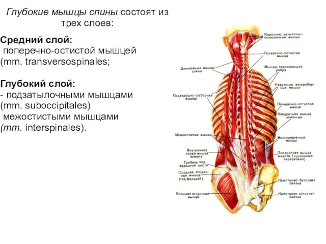 Глубокие мышцы спины состоят из трех слоев: Средний слой: поперечно-остистой