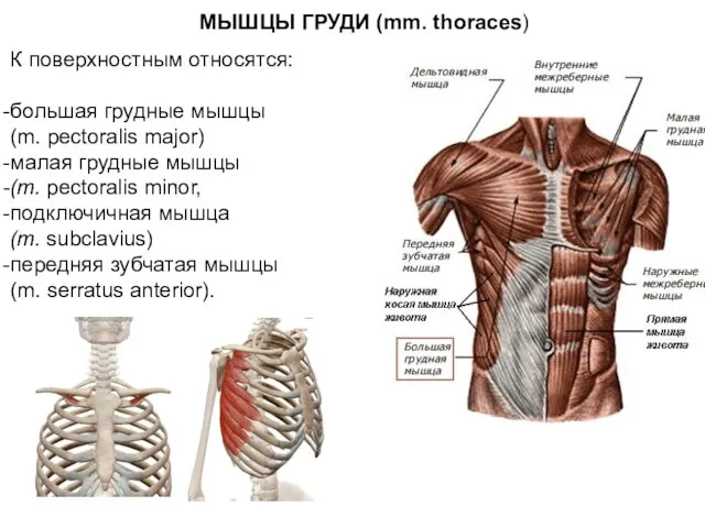 МЫШЦЫ ГРУДИ (mm. thoraces) К поверхностным относятся: большая грудные мышцы