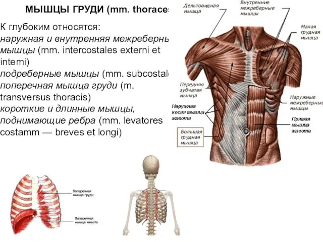 МЫШЦЫ ГРУДИ (mm. thoraces) К глубоким относятся: наружная и внутренняя