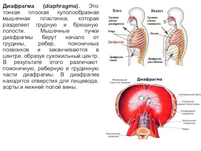 Диафрагма (diaphragma). Это тонкая плоская куполообразная мышечная пластинка, которая разделяет