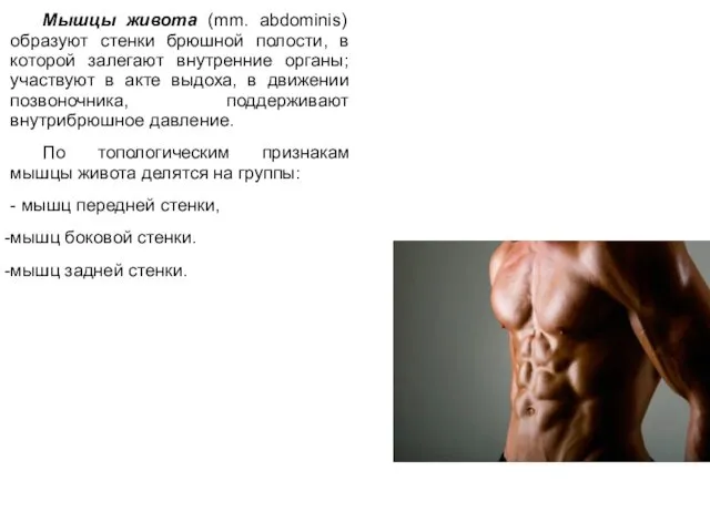 Мышцы живота (mm. abdominis) образуют стенки брюшной полости, в которой